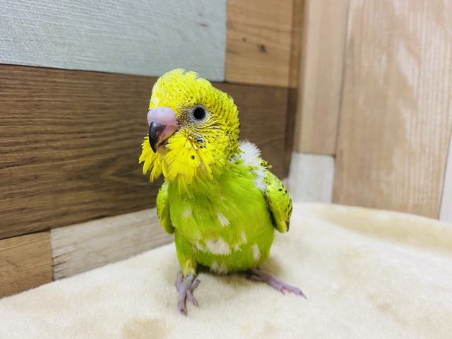 セキセイインコ