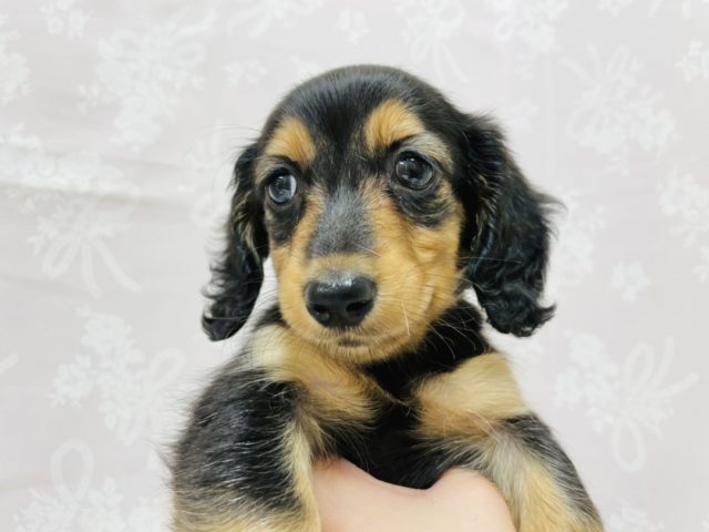 ミニチュアダックス