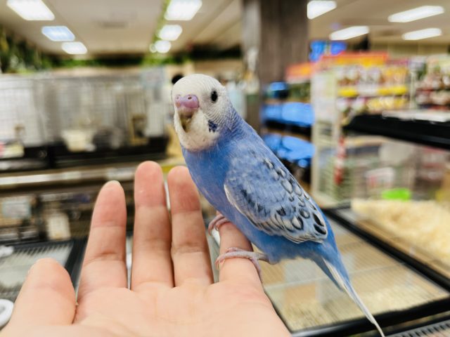 セキセイインコ