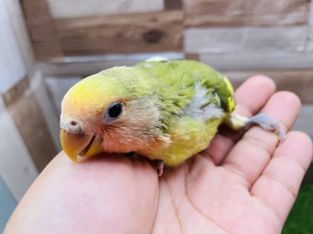 コザクラインコ（小桜インコ）