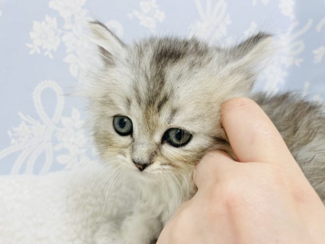 スコティッシュフォールド