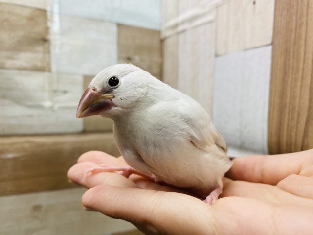 シルバー文鳥