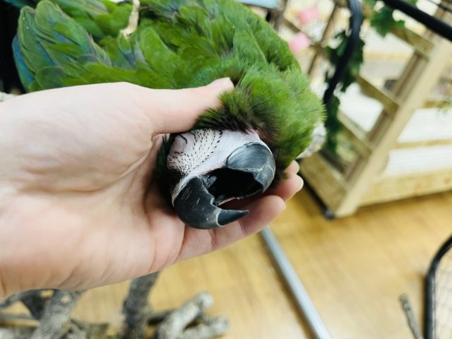 ヒメコンゴウインコ