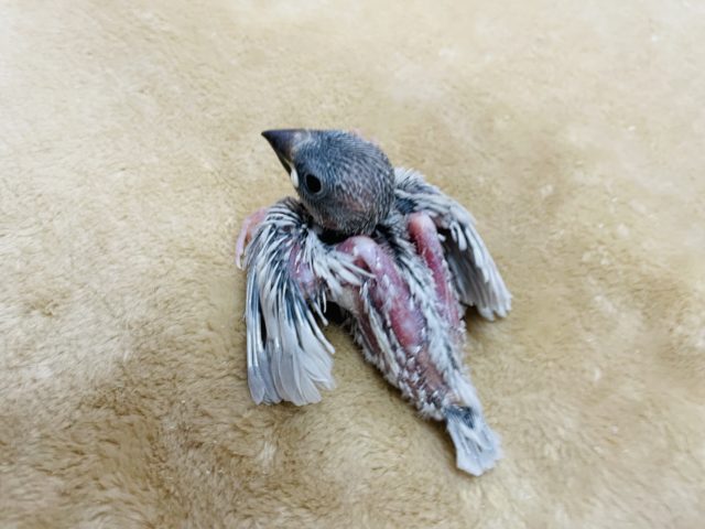 シルバー文鳥
