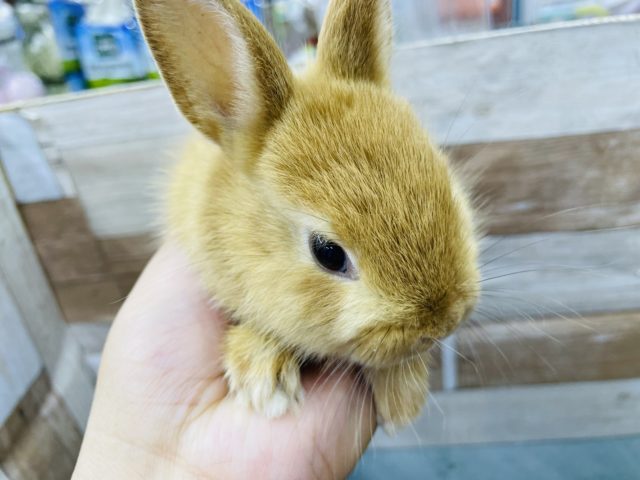 ネザーランドドワーフ