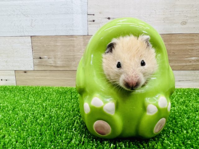 ゴールデンハムスター