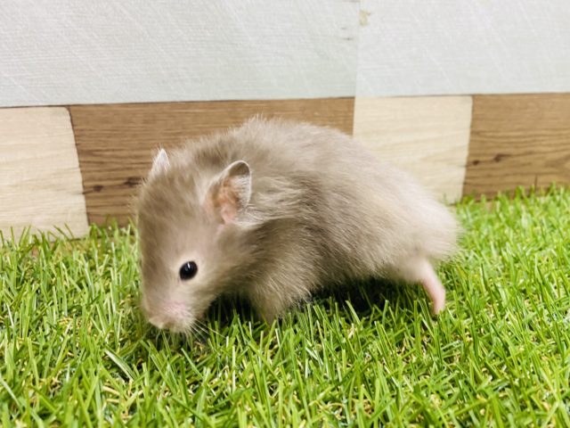 ゴールデンハムスター