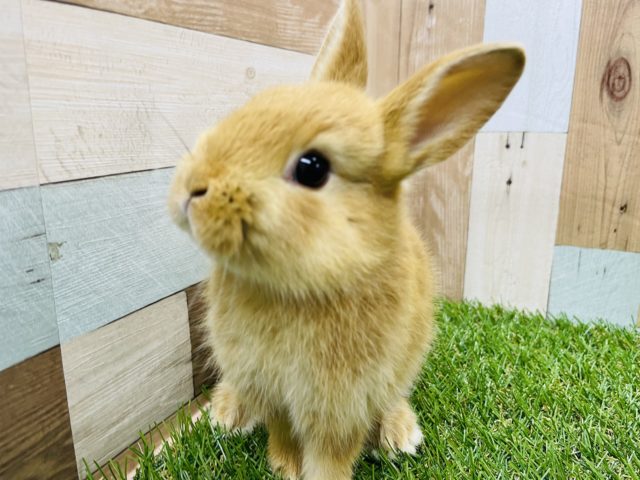 ネザーランドドワーフ