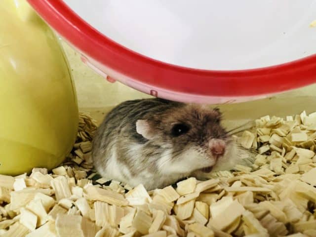 ロボロフスキーハムスター