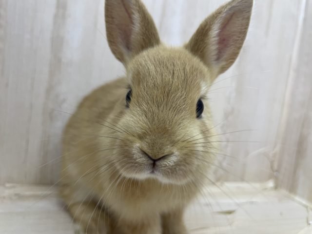 ネザーランドドワーフ