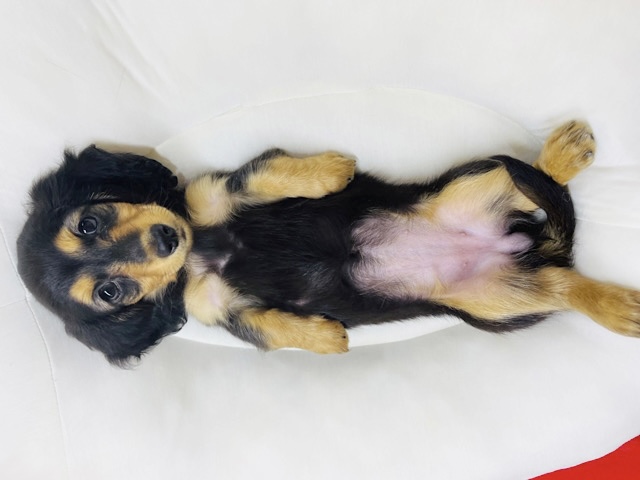 ミニチュアダックス