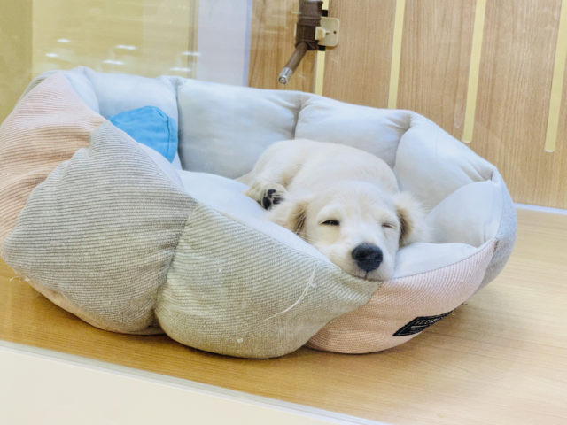 ミニチュアダックス