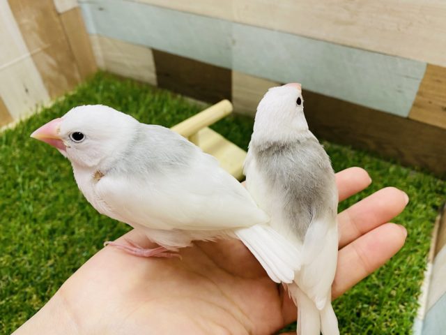 白文鳥