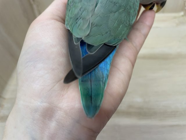 コザクラインコ（小桜インコ）