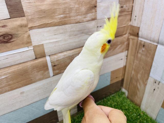 オカメインコ