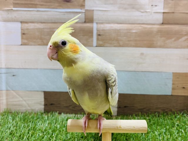 オカメインコ
