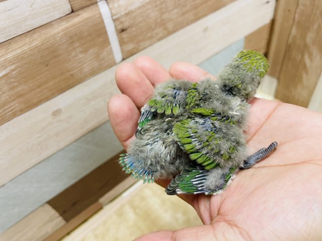 コザクラインコ（小桜インコ）