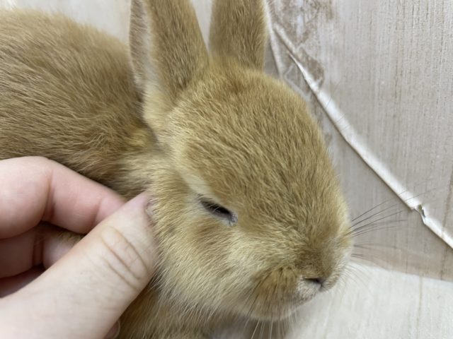 ネザーランドドワーフ