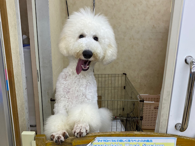 スタンダードプードル