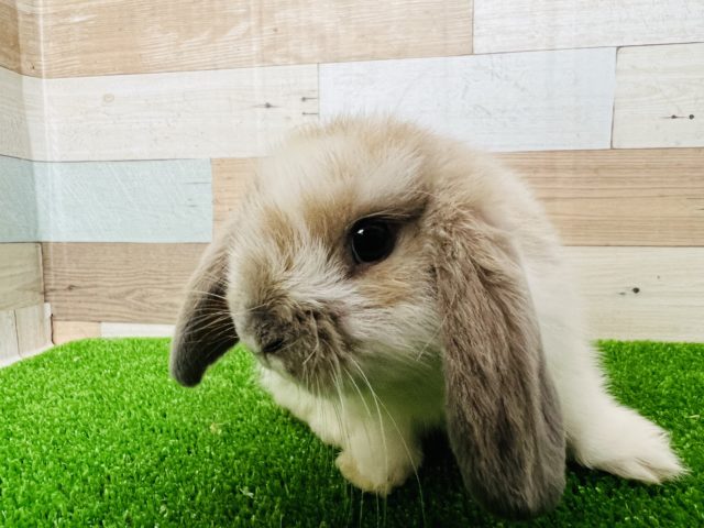ロップイヤーラビット