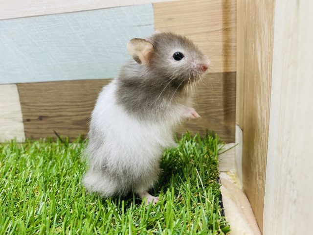 ゴールデンハムスター