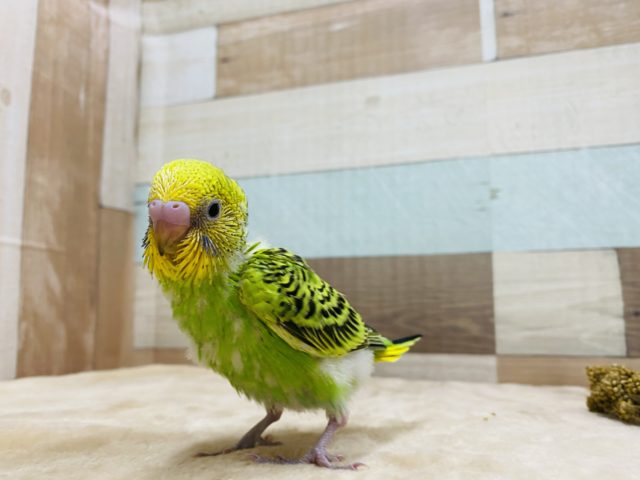 セキセイインコ