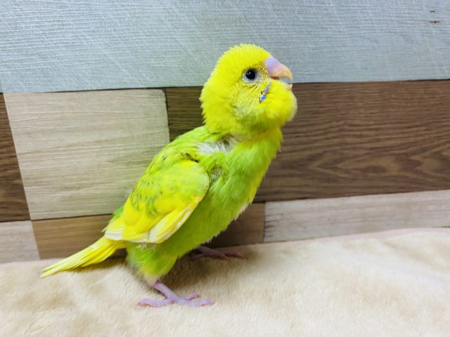 セキセイインコ