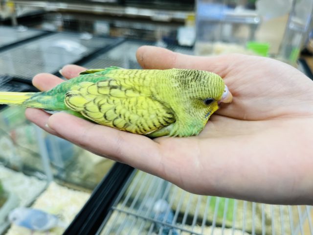 セキセイインコ
