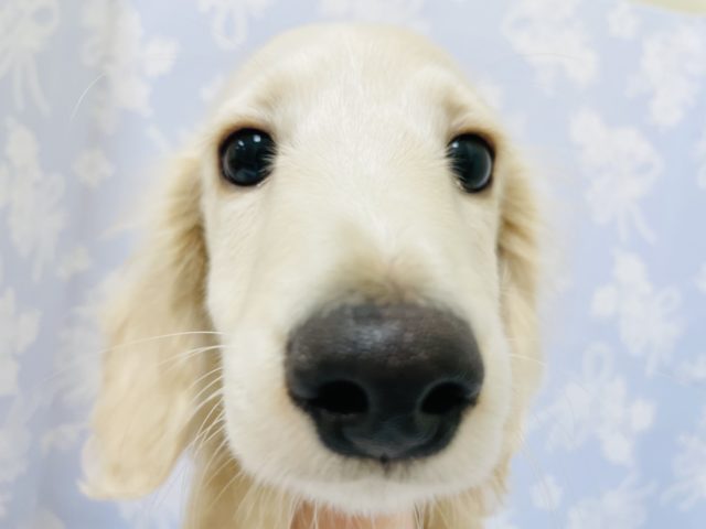 ミニチュアダックス