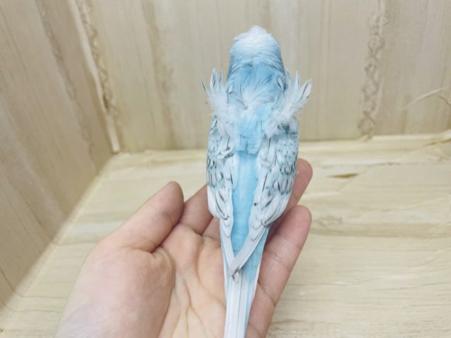 羽衣セキセイインコ