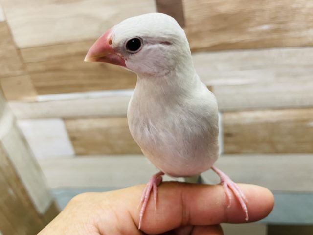 シルバー文鳥