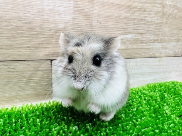 ロボロフスキーハムスター