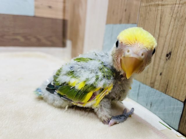 コザクラインコ（小桜インコ）