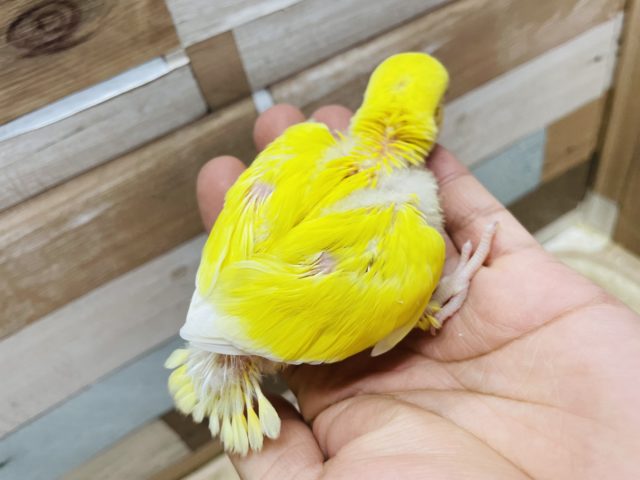 コザクラインコ（小桜インコ）
