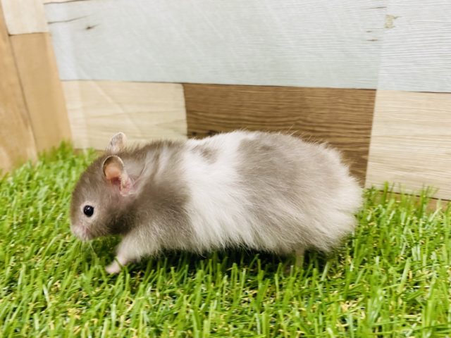 ゴールデンハムスター