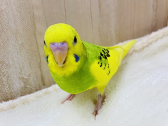 セキセイインコ