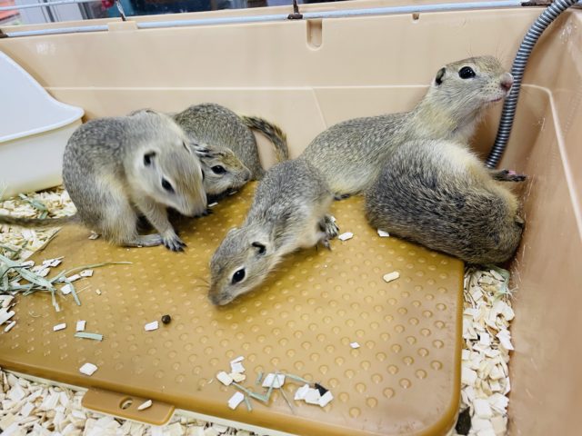 リチャードソンジリス