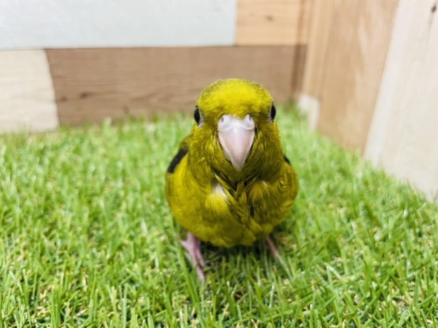 サザナミインコ