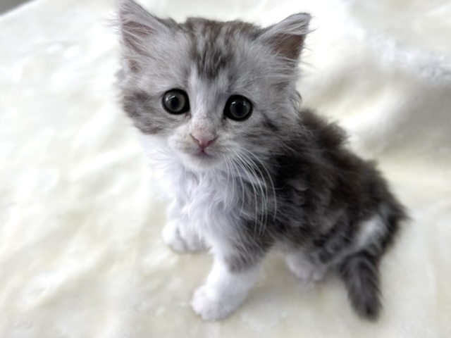 スコティッシュフォールド