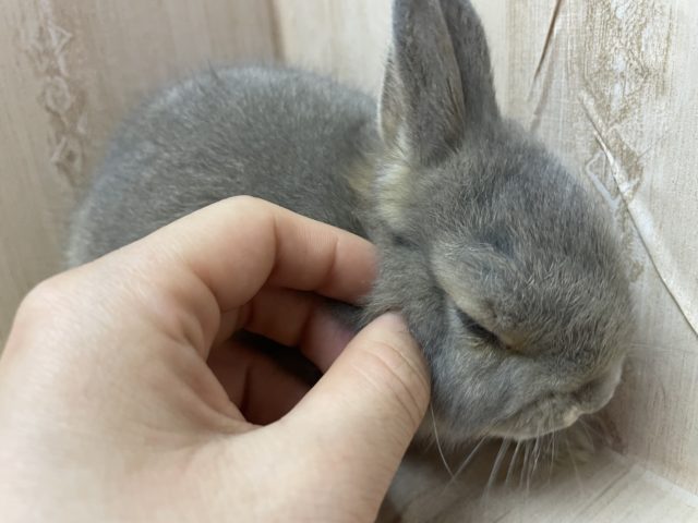 ネザーランドドワーフ