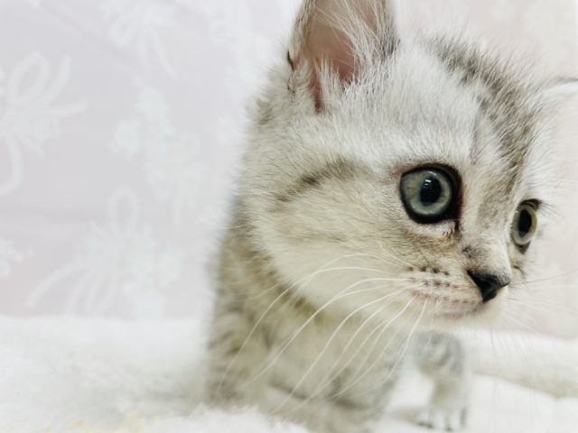 スコティッシュフォールド