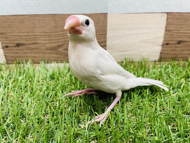 シルバー文鳥