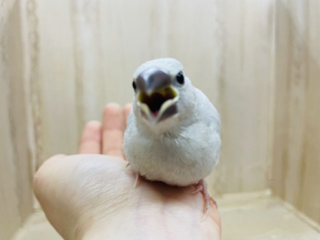 シルバー文鳥