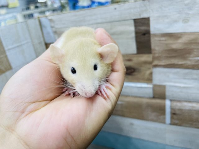 ファンシーラット