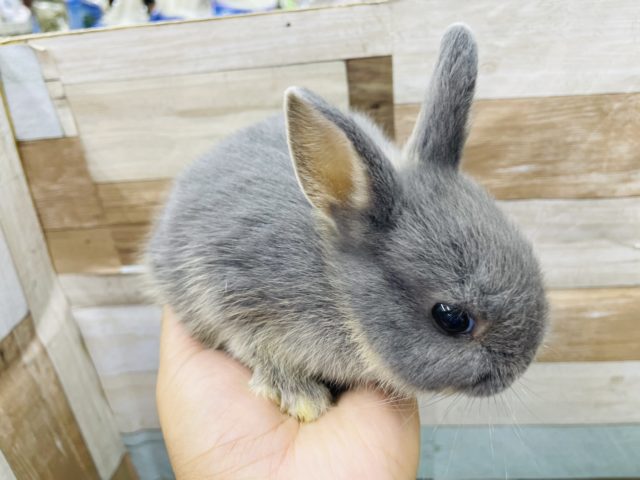 ネザーランドドワーフ