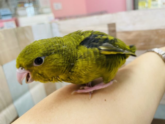 サザナミインコ
