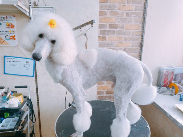 スタンダードプードル