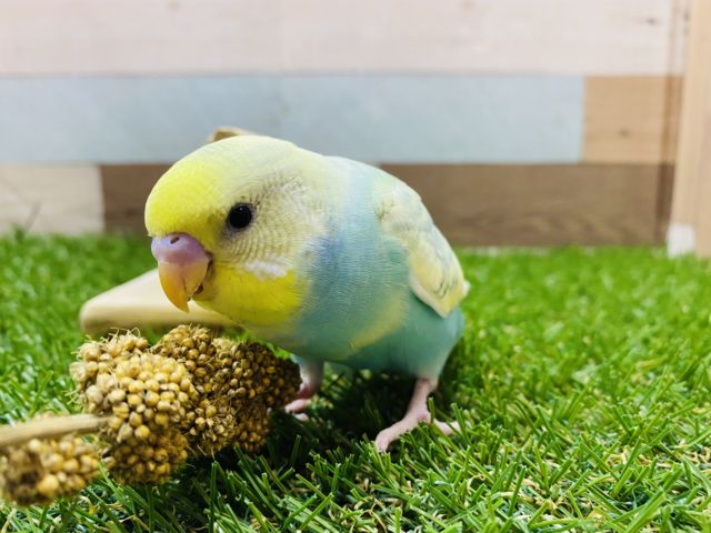 セキセイインコ
