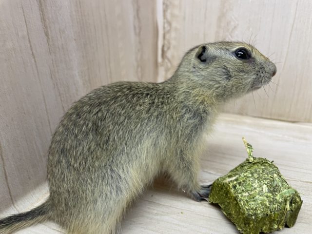 リチャードソンジリス