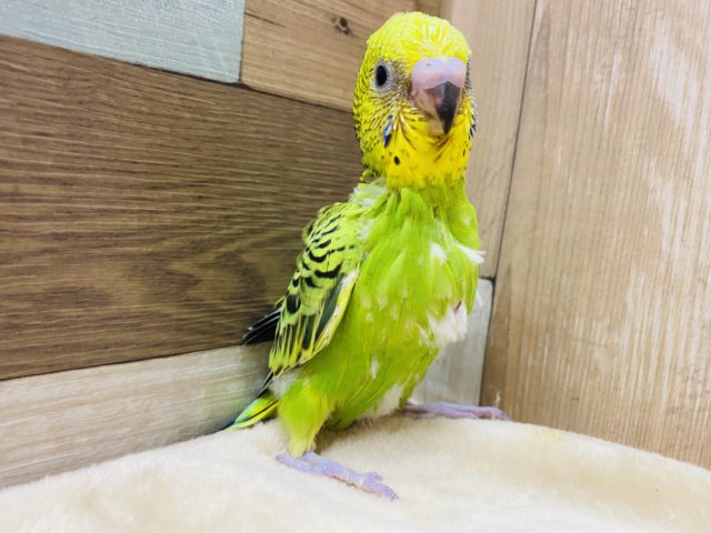 セキセイインコ